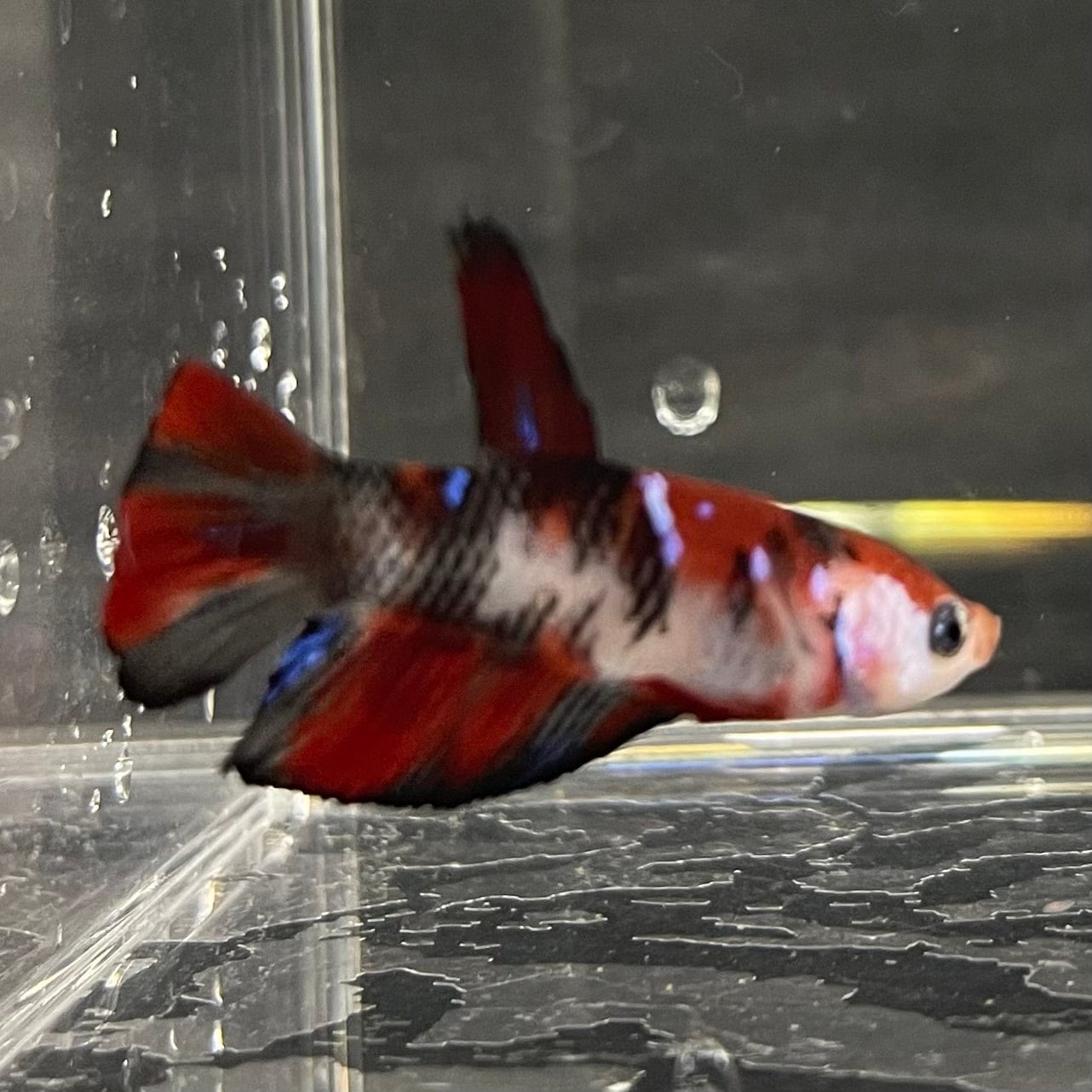 the-fish-farm Premium Male Betta Galaxy Koi Premium Male Betta - One Only - 6 Find a range of Galaxy Koi Male Bettas at The Fish Farm Australia