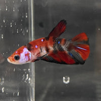 the-fish-farm Premium Male Betta Galaxy Koi Premium Male Betta - One Only - 6 Find a range of Galaxy Koi Male Bettas at The Fish Farm Australia