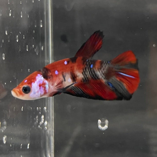 the-fish-farm Premium Male Betta Galaxy Koi Premium Male Betta - One Only - 6 Find a range of Galaxy Koi Male Bettas at The Fish Farm Australia