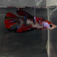 the-fish-farm Premium Male Betta Galaxy Koi Premium Male Betta - One Only - 6 Find a range of Galaxy Koi Male Bettas at The Fish Farm Australia
