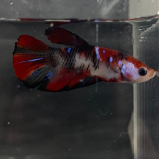 the-fish-farm Premium Male Betta Galaxy Koi Premium Male Betta - One Only - 6 Find a range of Galaxy Koi Male Bettas at The Fish Farm Australia