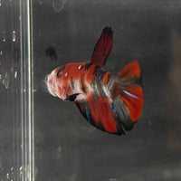 the-fish-farm Premium Male Betta Galaxy Koi Premium Male Betta - One Only - 6 Find a range of Galaxy Koi Male Bettas at The Fish Farm Australia