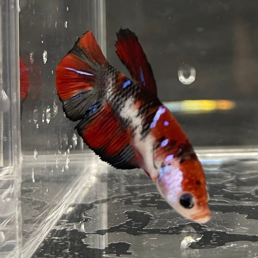 the-fish-farm Premium Male Betta Galaxy Koi Premium Male Betta - One Only - 6 Find a range of Galaxy Koi Male Bettas at The Fish Farm Australia
