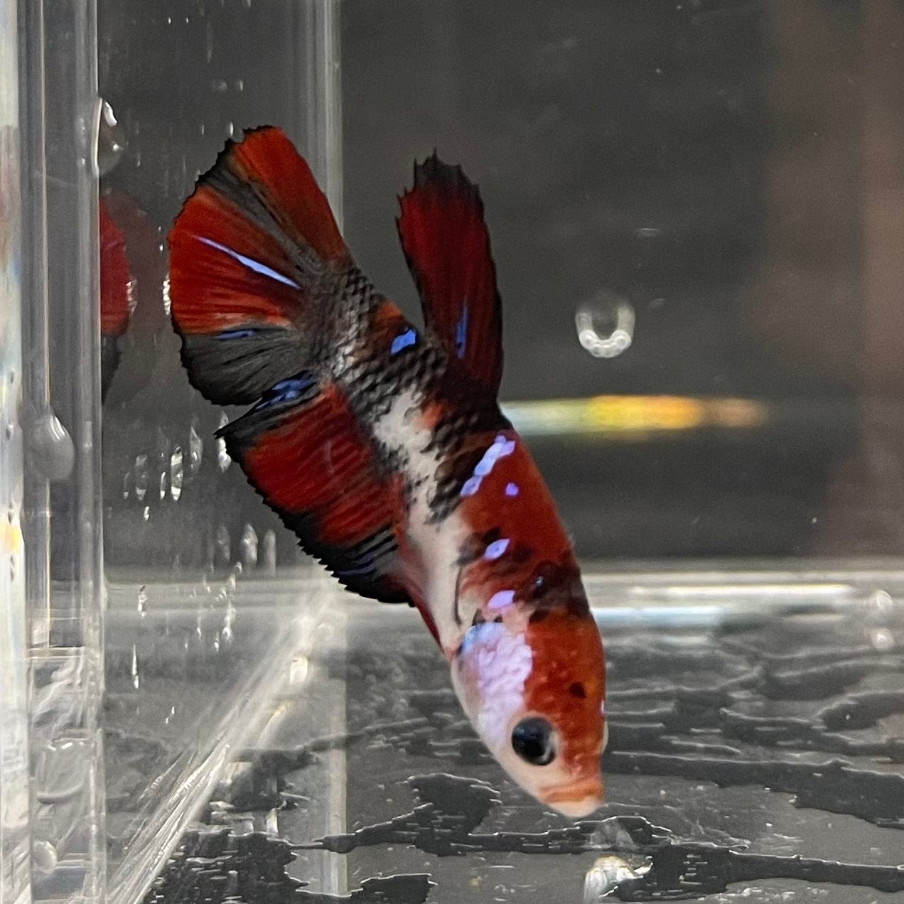the-fish-farm Premium Male Betta Galaxy Koi Premium Male Betta - One Only - 6 Find a range of Galaxy Koi Male Bettas at The Fish Farm Australia
