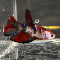 the-fish-farm Premium Male Betta Galaxy Koi Premium Male Betta - One Only - 6 Find a range of Galaxy Koi Male Bettas at The Fish Farm Australia
