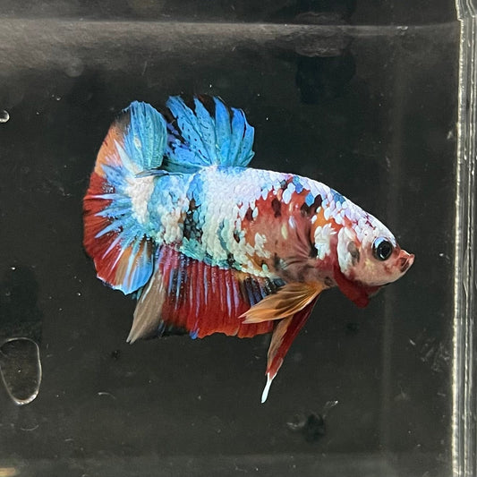 the-fish-farm Premium Male Betta Galaxy Koi Premium Male Betta - One Only - 7 Find a range of Galaxy Koi Male Bettas at The Fish Farm Australia
