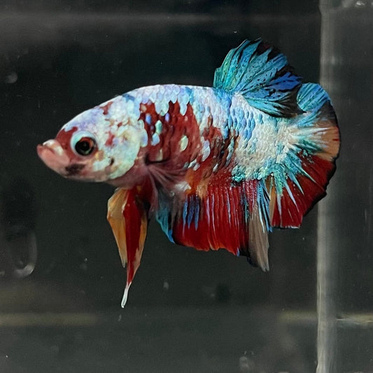 the-fish-farm Premium Male Betta Galaxy Koi Premium Male Betta - One Only - 7 Find a range of Galaxy Koi Male Bettas at The Fish Farm Australia