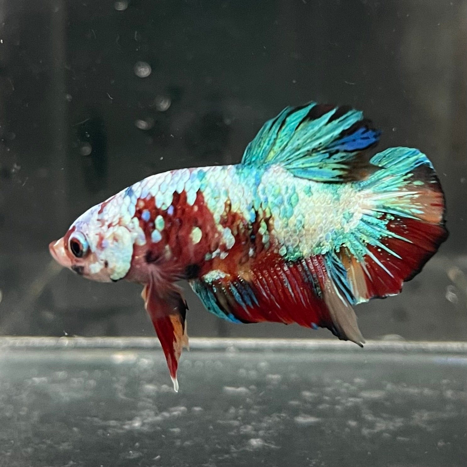 the-fish-farm Premium Male Betta Galaxy Koi Premium Male Betta - One Only - 7 Find a range of Galaxy Koi Male Bettas at The Fish Farm Australia