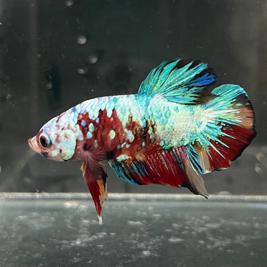 the-fish-farm Premium Male Betta Galaxy Koi Premium Male Betta - One Only - 7 Find a range of Galaxy Koi Male Bettas at The Fish Farm Australia