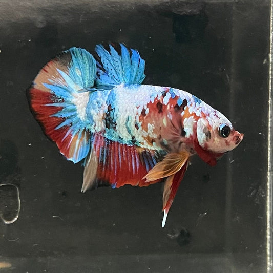 the-fish-farm Premium Male Betta Galaxy Koi Premium Male Betta - One Only - 7 Find a range of Galaxy Koi Male Bettas at The Fish Farm Australia
