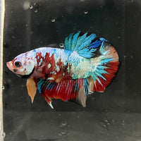 the-fish-farm Premium Male Betta Galaxy Koi Premium Male Betta - One Only - 7 Find a range of Galaxy Koi Male Bettas at The Fish Farm Australia