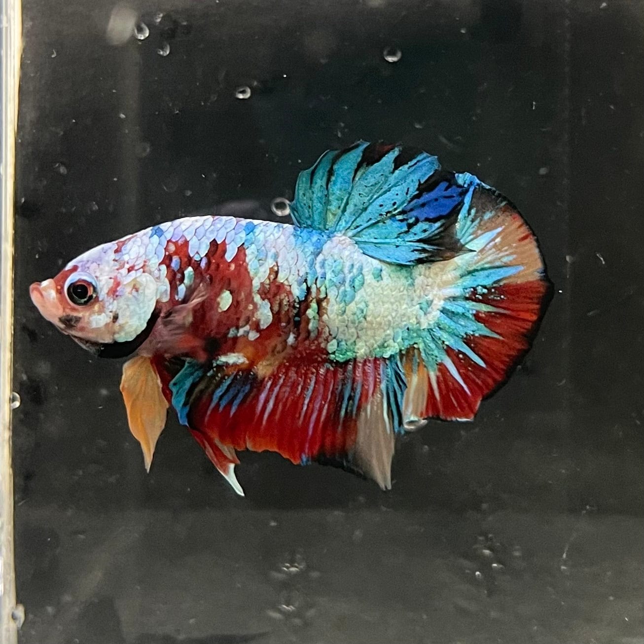 the-fish-farm Premium Male Betta Galaxy Koi Premium Male Betta - One Only - 7 Find a range of Galaxy Koi Male Bettas at The Fish Farm Australia