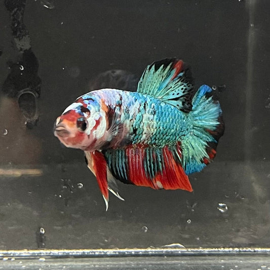 the-fish-farm Premium Male Betta Galaxy Koi Premium Male Betta - One Only - 8 Find a range of Galaxy Koi Male Bettas at The Fish Farm Australia