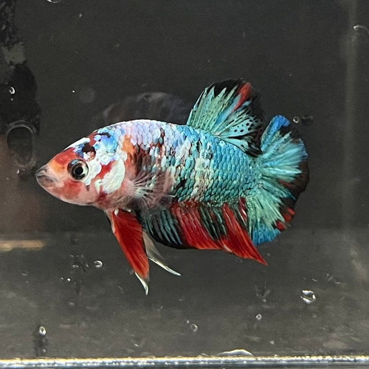 the-fish-farm Premium Male Betta Galaxy Koi Premium Male Betta - One Only - 8 Find a range of Galaxy Koi Male Bettas at The Fish Farm Australia