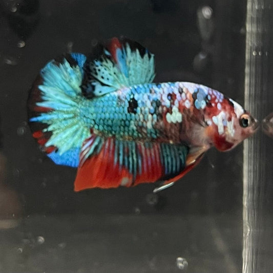 the-fish-farm Premium Male Betta Galaxy Koi Premium Male Betta - One Only - 8 Find a range of Galaxy Koi Male Bettas at The Fish Farm Australia