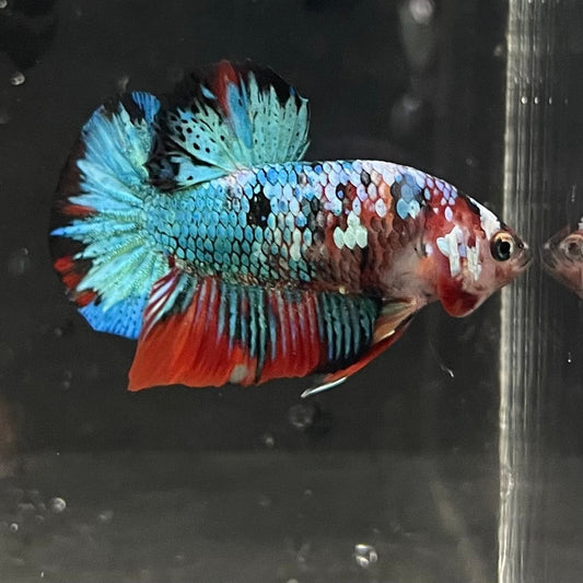 the-fish-farm Premium Male Betta Galaxy Koi Premium Male Betta - One Only - 8 Find a range of Galaxy Koi Male Bettas at The Fish Farm Australia