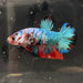 the-fish-farm Premium Male Betta Galaxy Koi Premium Male Betta - One Only - 8 Find a range of Galaxy Koi Male Bettas at The Fish Farm Australia