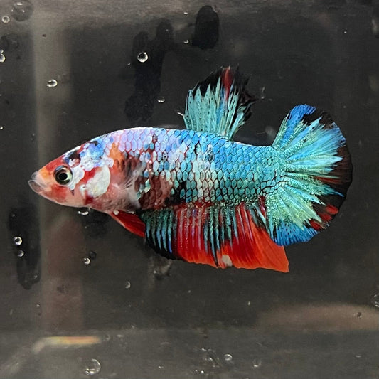 the-fish-farm Premium Male Betta Galaxy Koi Premium Male Betta - One Only - 8 Find a range of Galaxy Koi Male Bettas at The Fish Farm Australia