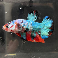 the-fish-farm Premium Male Betta Galaxy Koi Premium Male Betta - One Only - 8 Find a range of Galaxy Koi Male Bettas at The Fish Farm Australia