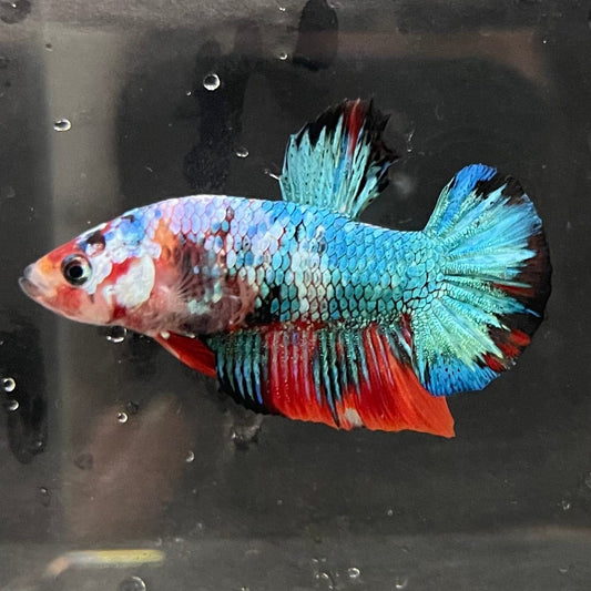 the-fish-farm Premium Male Betta Galaxy Koi Premium Male Betta - One Only - 8 Find a range of Galaxy Koi Male Bettas at The Fish Farm Australia