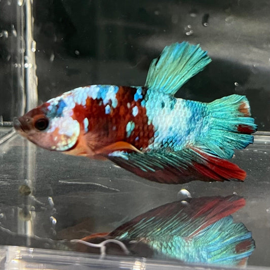 the-fish-farm Premium Male Betta Galaxy Koi Premium Male Betta - One Only - 9 Find a range of Galaxy Koi Male Bettas at The Fish Farm Australia
