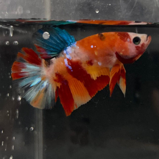 the-fish-farm Premium Male Betta Galaxy Koi Premium Male Betta - One Only - 9 Find a range of Galaxy Koi Male Bettas at The Fish Farm Australia