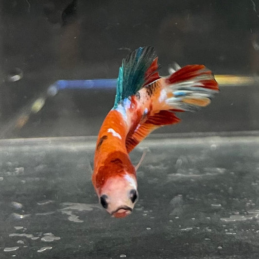 the-fish-farm Premium Male Betta Galaxy Koi Premium Male Betta - One Only - 9 Find a range of Galaxy Koi Male Bettas at The Fish Farm Australia