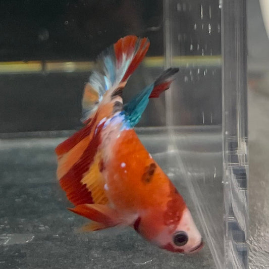 the-fish-farm Premium Male Betta Galaxy Koi Premium Male Betta - One Only - 9 Find a range of Galaxy Koi Male Bettas at The Fish Farm Australia