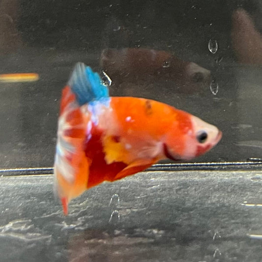 the-fish-farm Premium Male Betta Galaxy Koi Premium Male Betta - One Only - 9 Find a range of Galaxy Koi Male Bettas at The Fish Farm Australia