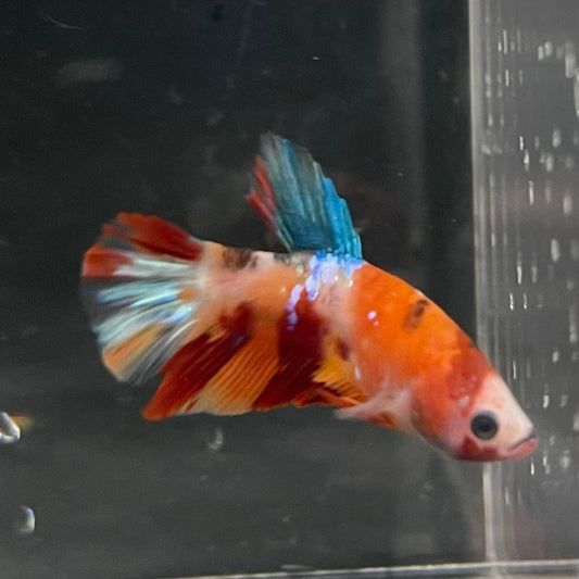 the-fish-farm Premium Male Betta Galaxy Koi Premium Male Betta - One Only - 9 Find a range of Galaxy Koi Male Bettas at The Fish Farm Australia