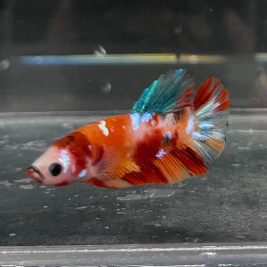 the-fish-farm Premium Male Betta Galaxy Koi Premium Male Betta - One Only - 9 Find a range of Galaxy Koi Male Bettas at The Fish Farm Australia