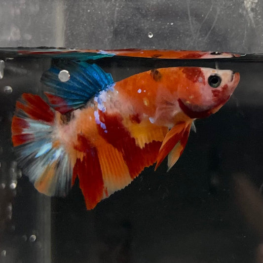 the-fish-farm Premium Male Betta Galaxy Koi Premium Male Betta - One Only - 9 Find a range of Galaxy Koi Male Bettas at The Fish Farm Australia