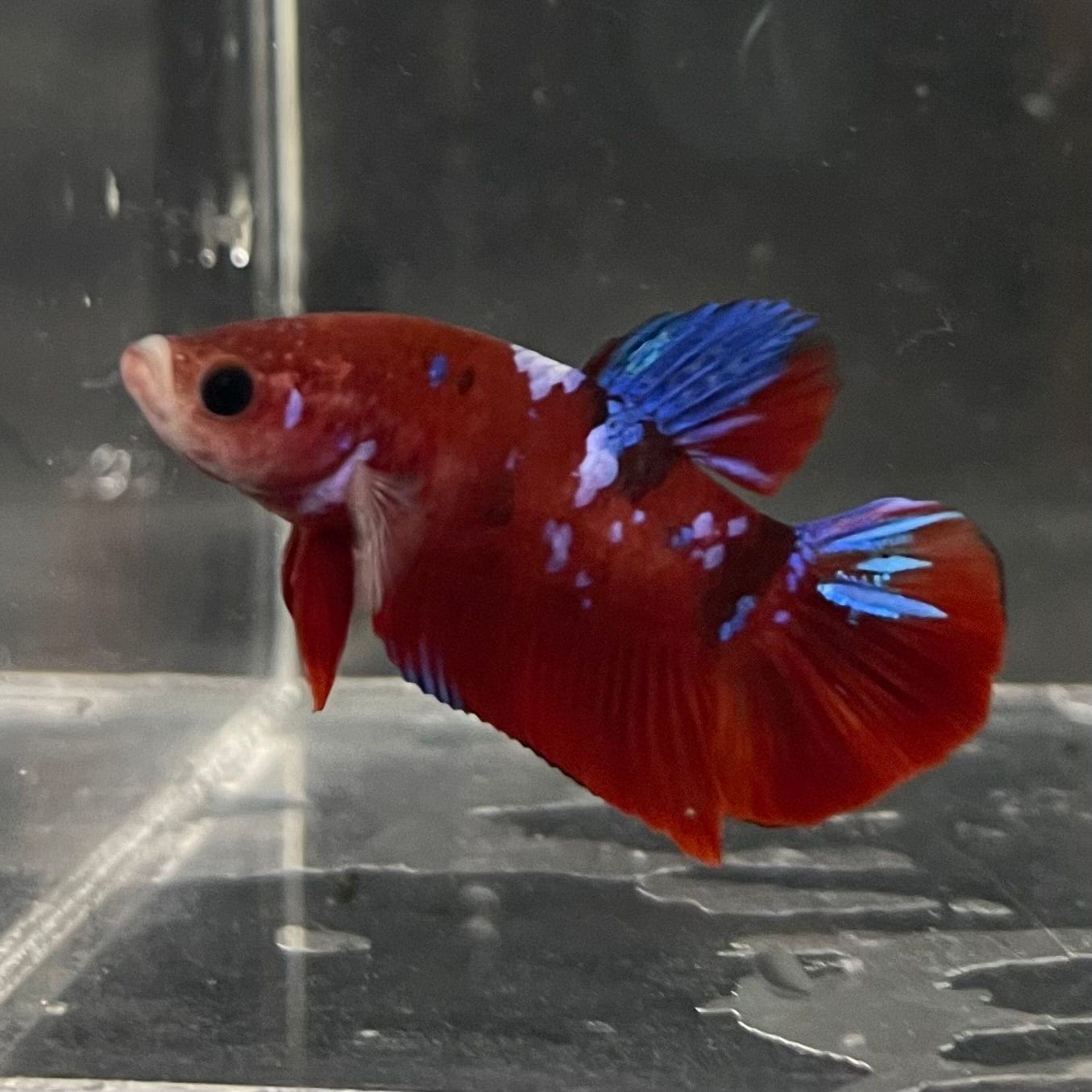 the-fish-farm Premium Male Betta Galaxy Koi Premium Male Betta - One Only - 9 Find a range of Galaxy Koi Male Bettas at The Fish Farm Australia