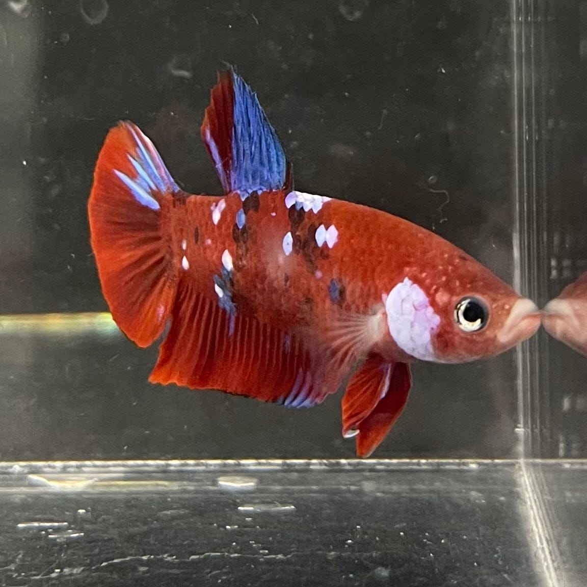 the-fish-farm Premium Male Betta Galaxy Koi Premium Male Betta - One Only - 9 Find a range of Galaxy Koi Male Bettas at The Fish Farm Australia