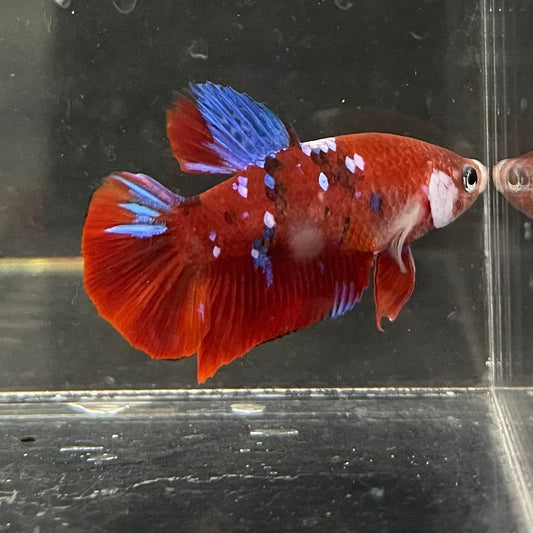 the-fish-farm Premium Male Betta Galaxy Koi Premium Male Betta - One Only - 9 Find a range of Galaxy Koi Male Bettas at The Fish Farm Australia