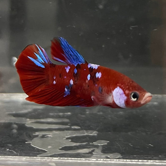 the-fish-farm Premium Male Betta Galaxy Koi Premium Male Betta - One Only - 9 Find a range of Galaxy Koi Male Bettas at The Fish Farm Australia
