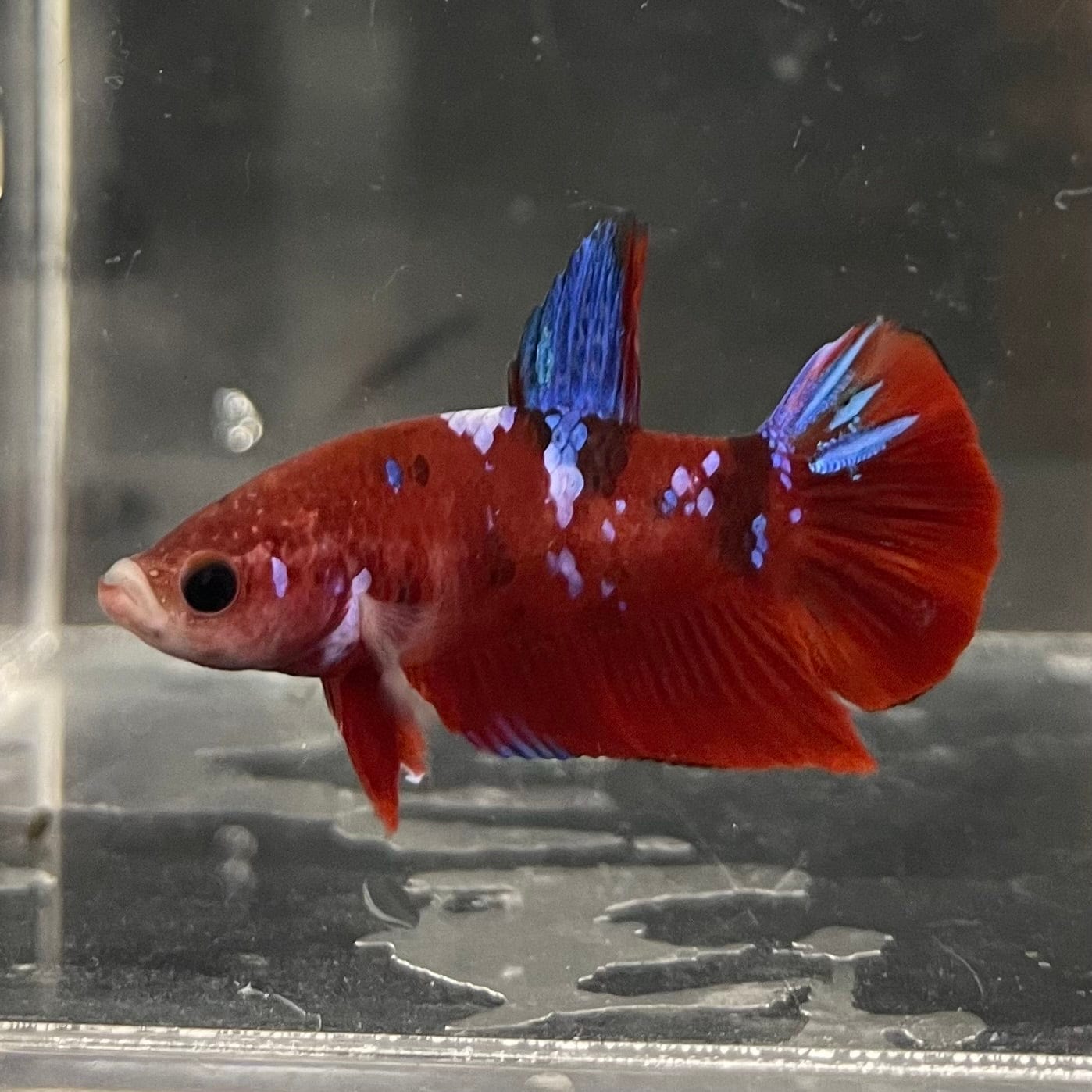 the-fish-farm Premium Male Betta Galaxy Koi Premium Male Betta - One Only - 9 Find a range of Galaxy Koi Male Bettas at The Fish Farm Australia