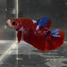 the-fish-farm Premium Male Betta Galaxy Koi Premium Male Betta - One Only - 9 Find a range of Galaxy Koi Male Bettas at The Fish Farm Australia