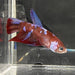 the-fish-farm Premium Male Betta Galaxy Koi Premium Male Betta - One Only - 9 Find a range of Galaxy Koi Male Bettas at The Fish Farm Australia