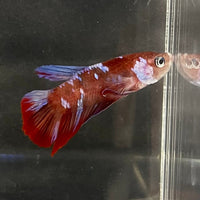 the-fish-farm Premium Male Betta Galaxy Koi Premium Male Betta - One Only - 9 Find a range of Galaxy Koi Male Bettas at The Fish Farm Australia
