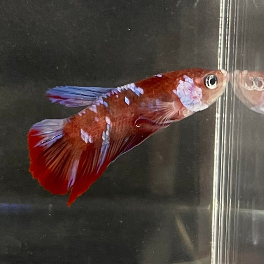 the-fish-farm Premium Male Betta Galaxy Koi Premium Male Betta - One Only - 9 Find a range of Galaxy Koi Male Bettas at The Fish Farm Australia