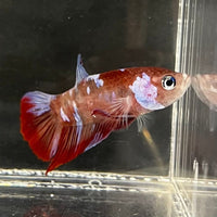 the-fish-farm Premium Male Betta Galaxy Koi Premium Male Betta - One Only - 9 Find a range of Galaxy Koi Male Bettas at The Fish Farm Australia