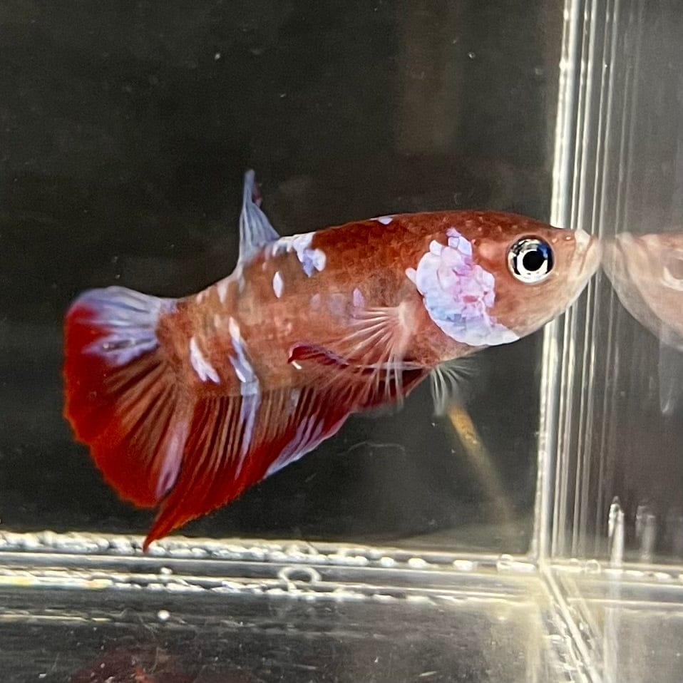 the-fish-farm Premium Male Betta Galaxy Koi Premium Male Betta - One Only - 9 Find a range of Galaxy Koi Male Bettas at The Fish Farm Australia