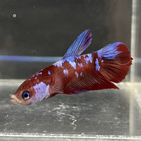the-fish-farm Premium Male Betta Galaxy Koi Premium Male Betta - One Only - 9 Find a range of Galaxy Koi Male Bettas at The Fish Farm Australia