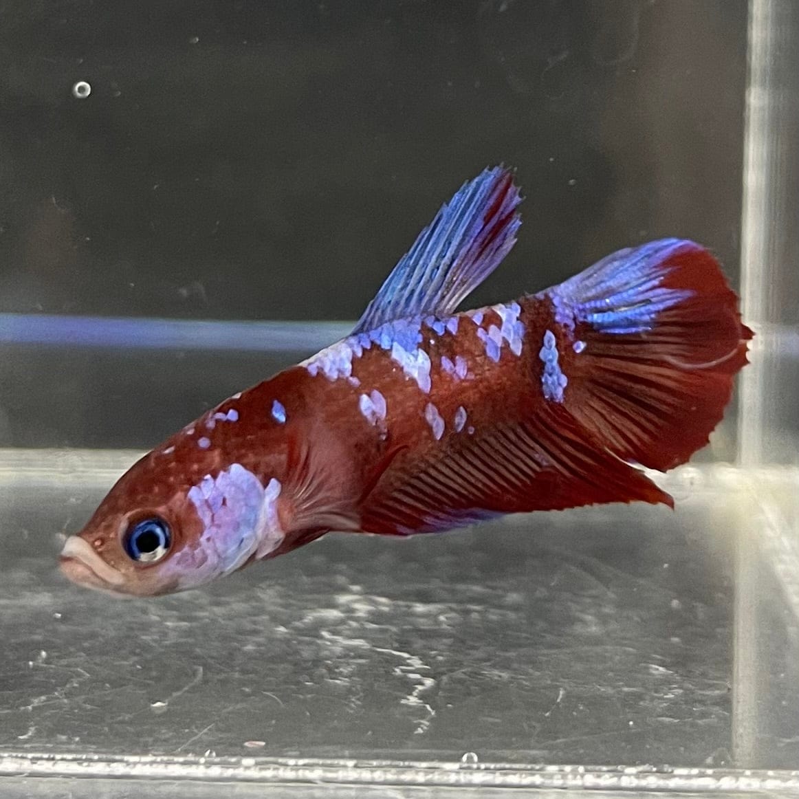the-fish-farm Premium Male Betta Galaxy Koi Premium Male Betta - One Only - 9 Find a range of Galaxy Koi Male Bettas at The Fish Farm Australia