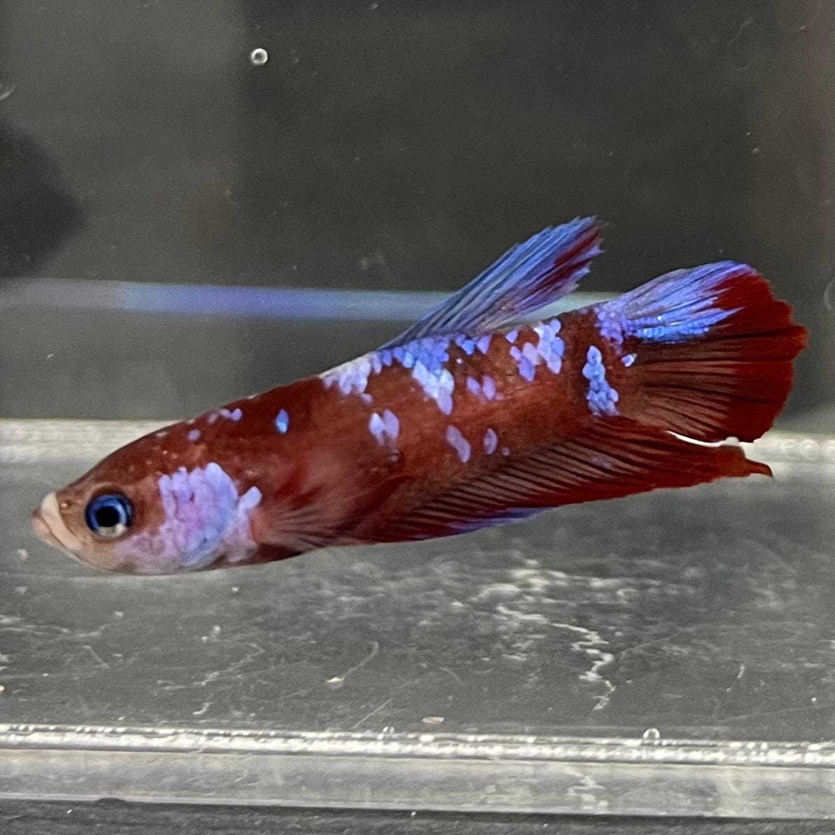 the-fish-farm Premium Male Betta Galaxy Koi Premium Male Betta - One Only - 9 Find a range of Galaxy Koi Male Bettas at The Fish Farm Australia