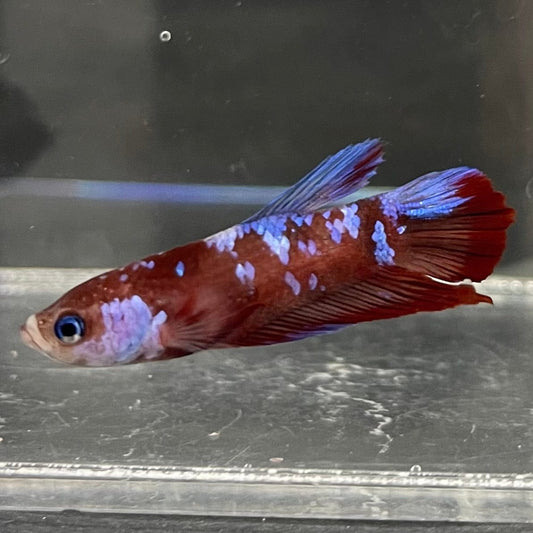 the-fish-farm Premium Male Betta Galaxy Koi Premium Male Betta - One Only - 9 Find a range of Galaxy Koi Male Bettas at The Fish Farm Australia