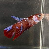 the-fish-farm Premium Male Betta Galaxy Koi Premium Male Betta - One Only - 9 Find a range of Galaxy Koi Male Bettas at The Fish Farm Australia