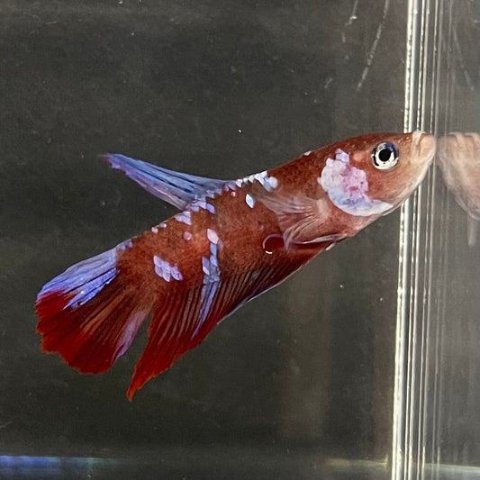 the-fish-farm Premium Male Betta Galaxy Koi Premium Male Betta - One Only - 9 Find a range of Galaxy Koi Male Bettas at The Fish Farm Australia