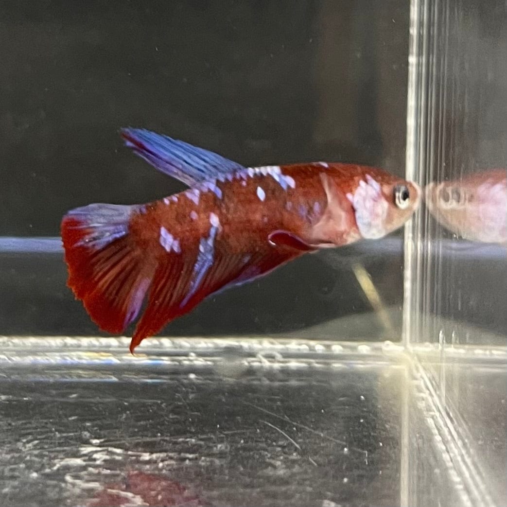the-fish-farm Premium Male Betta Galaxy Koi Premium Male Betta - One Only - 9 Find a range of Galaxy Koi Male Bettas at The Fish Farm Australia
